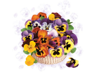 Serwetki POL-MAK WIOSNA Daisy Lunch 33cm 20szt. Colourful Pansies SDWI007901 [opakowanie=24szt]