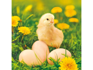 Serwetki POL-MAK WIELKANOC Maki Lunch 33cm 20szt. Chicken with Eggs on Dandelions Meadow SLWL012001 [opakowanie=12szt]