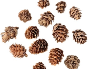 MINI SZYSZKI, 25 G [opakowanie=6szt]