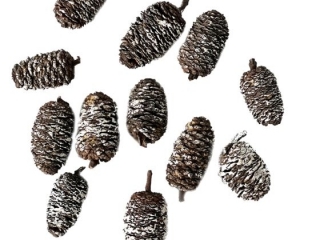 MINI SZYSZKI, 12 SZT., BIELONE [opakowanie=6szt]