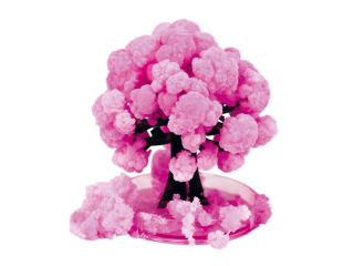 KWITNCE DRZEWO SAKURA KIDEA